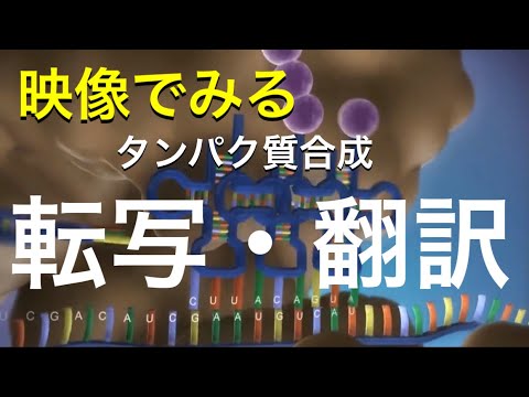 フェニルアラニンについて詳しく解説