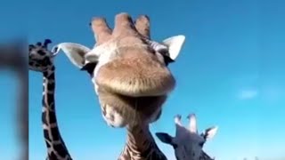 Милейшие животные 2018! Топ самых милых зверюшек))