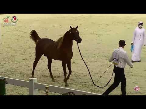 N.299 AL ABTER - UAE National Championship 2020 - Stallions 4-6 Years Old (Class 10C).mp4