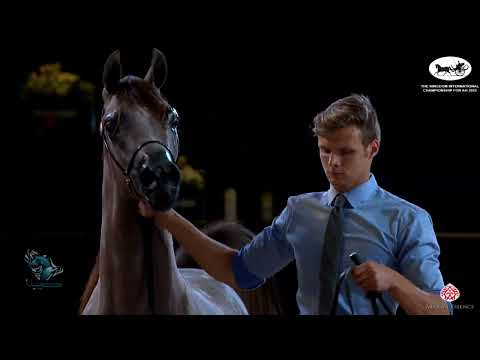 N 233 FAM ARTHUR   The Kingdom International Championship For AH 2022   Yearling Colts Class 7C