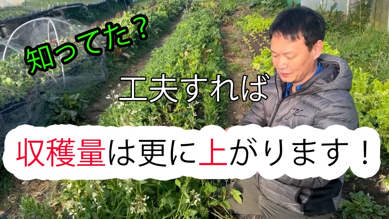 収穫方法を工夫して収穫量を増やす|自然栽培における葉物野菜の採り方