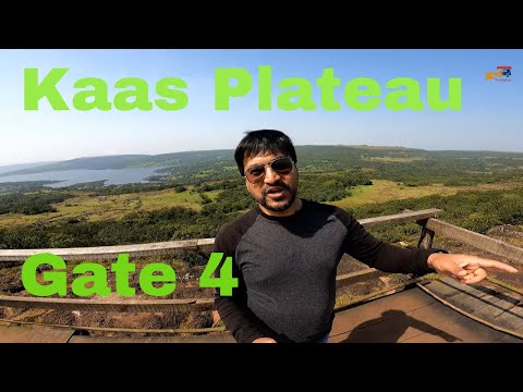 Exploring Kaas Plateau – Gate No. 4 | Maharashtra’s Valley of Flowers