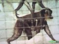 Classic Sesame Street Film Mandrill