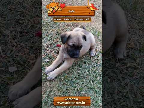Vídeo de Jade