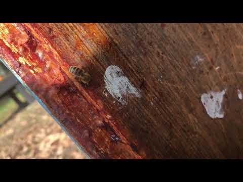Honeybees Collecting Propolis