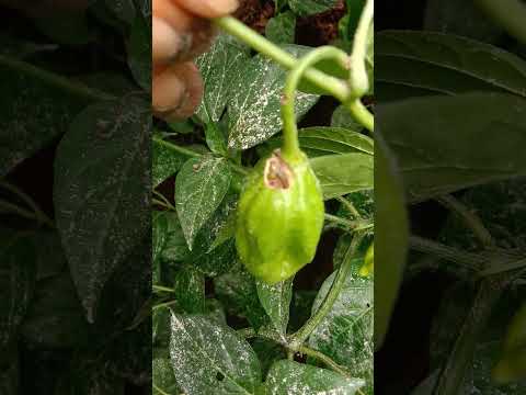 , title : 'What Kind Of Worms Eat Pepper Plants with ASMR Sound #garden     #greenhouse  #shorts #greenhouse'
