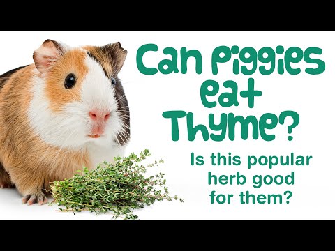 YouTube video about: Can guinea pigs eat pecans?