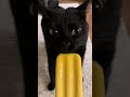 Gatito Comiendo Paleta Lero Gatito Fyp Parati Comedia