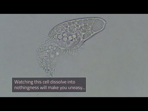 image-What organisms do apoptosis?