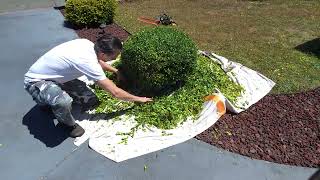 How to Pick Up Bush Clippings Fast & Easy | Yard Cleanup Hack After Trimming