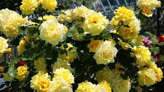 2019年井筒屋屋上薔薇展