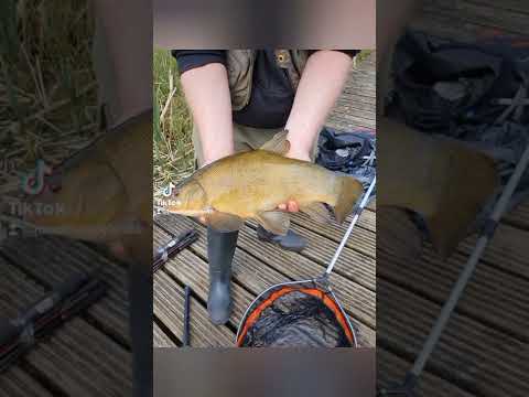 tench fishing in Ireland small lake