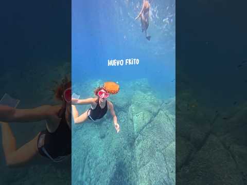 Types of jellyfish in the Mediterranean Sea 🪼