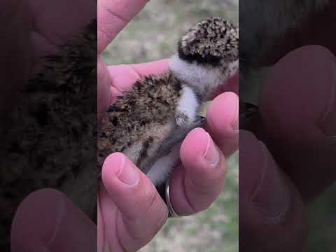 ¡Ternura extrema en La Pampa! 🐣 Conociendo de cerca a un tero pichón en Speluzzi