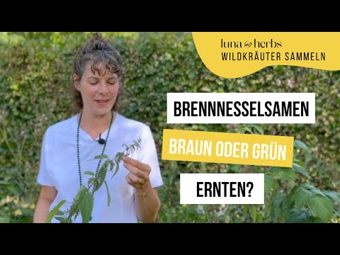 Ernte die Brennnessel Samen NICHT, wenn sie so aussehen!