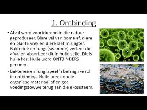 LEWENSWETENSKAP GRAAD 8: 18 Mei 2020 - periode 7 (18087)