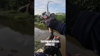 Download lagu KAREN SAMPAI 14 NEGERI/SAMBARAN HARUAN MONSTER/VIDEO PENUH MENYUSUL#haruan #fishing #shimano #fish mp3