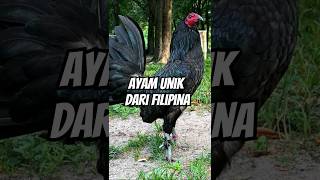 Download lagu AYAM FILIPINA TERKENAL MEMILIKI KECEPATAN DALAM BERTARUNG mp3 Download lagu AYAM FILIPINA TERKENAL MEMILIKI KECEPATAN DALAM BERTARUNG mp3