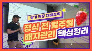 딸기 정식 전 일주일 배지 관리법! + 정식 후 관리 꿀팁 대공개! | 농사 100단