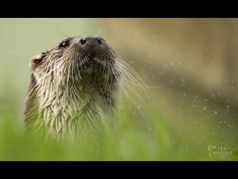 British Wildlife Photography Workshop - Otter