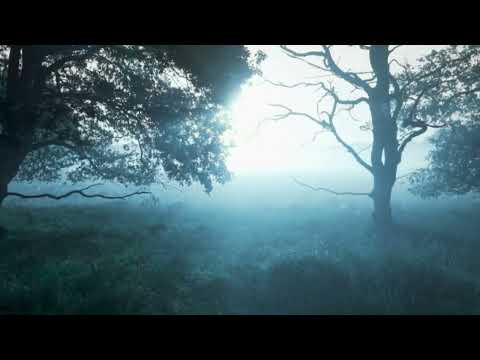 The Wisdom Of The Whispering Woods