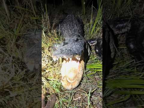 Still looking for that 20 footer! #snake#viral #youtube#animals#alligator#everglades#crocodile#wild