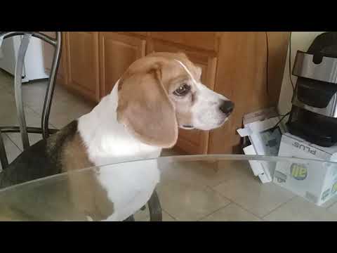 Shiloh the beagle dog begging for daddy's breakfast