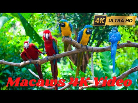 Colorful Macaw Parrots - Stunning Birds in 4K 🐦(Macaw Parrots Beautiful 4K Video By Nature 4K.