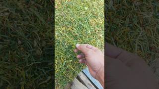 Download lagu Tembakau Madura Hari Pertama Penjemuran mp3