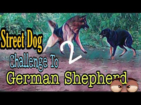 German Shepherd Fight With Domestic Dogs | Territory Protection Behaviour |Short#2