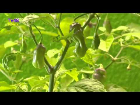 Madame Jeannette Pepper plants growing in the Netherlands goes Purple