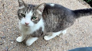 伸び上がって喜んでる喉鳴り大きな人懐っこくてかわいい猫ちゃん