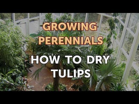 Can I Propagate a Peony From a Cutting