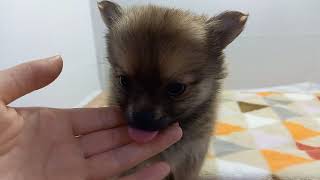 ハーフ犬の動画01