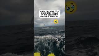 Watch What Happens After I Wave to This Whale...