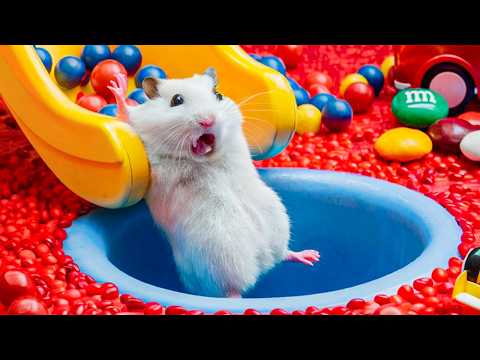 🐹Hamster Escapes Ball Pit Pool | Adorable Hamster Adventures