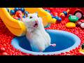 Hamster Escapes Ball Pit Pool Adorable Hamster Adventures
