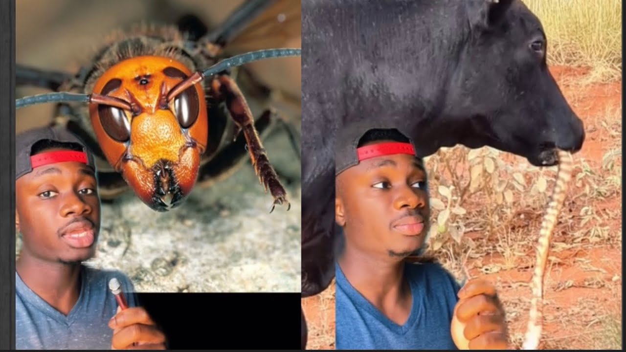 What Happened to the Murder Hornets and Why Cows Eat Snakes