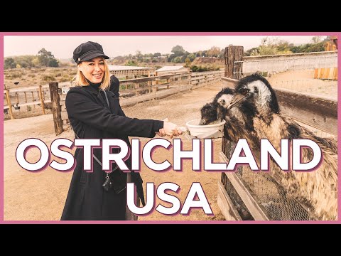 オーストリッチランドUSAのソルバング近くのダチョウとエミューを養う (Feed Ostriches and Emus Near Solvang at Ostrichland USA)