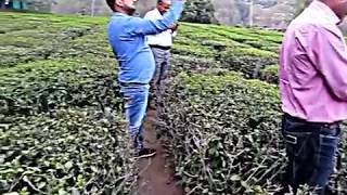 preview picture of video 'UK Tea Garden Shyamkhet.'