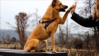 I&#39;m a rescued dog and I...have a talent! Tricks &amp; fun.