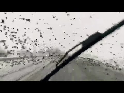 Starlings swoop on highway in snow-hit Turkey