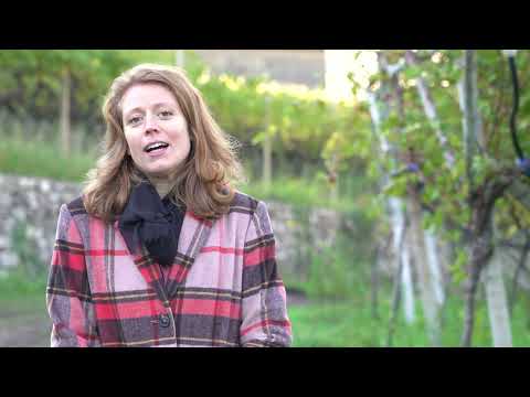 Vino Santo Trentino da uva Nosiola