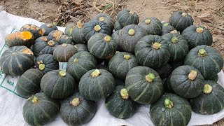 보우짱 단호박 최고로 맛이 좋고 가꾸기 쉽고 작지만 많이 열립니다. 꼭 심어보세요.