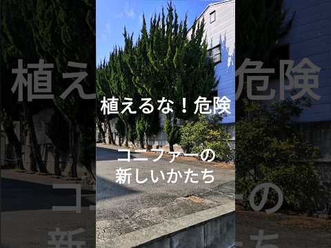 haie-jardin-buis-boules-taillée