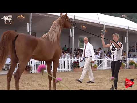 N.48 BINTA EL JYAR - Menton 2019