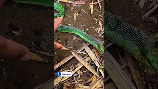 Download lagu Epic Fail!🤣 MAU NGASIH TUTORIAL, MALAH GOT BITTEN! 🐍😂#hiburan #viralvideo #lol #trending #shorts mp3