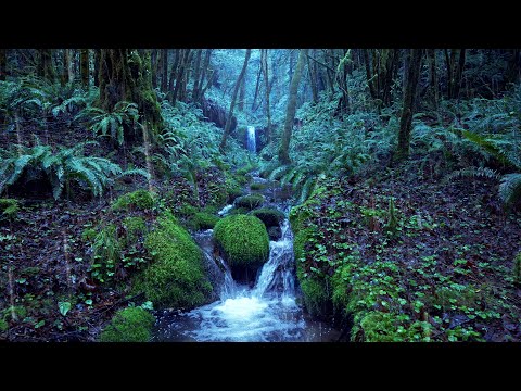 Relaxing Rain Noise + Forest Stream ????️  Water Sounds for Sleeping