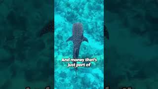 Download lagu Private waterslide, warm, glassy water mp3