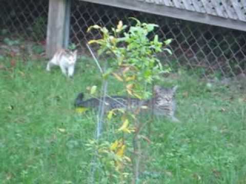 MVI 2873 Reda's cats and kittens